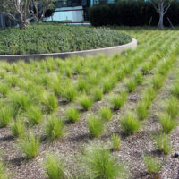 ornamental grass garden