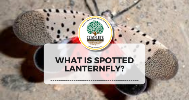 What is Spotted Lanternfly?