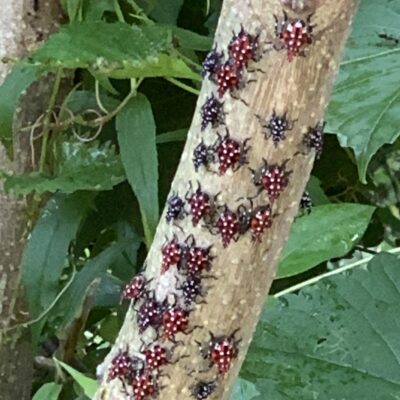 spotted lanternfly on branch