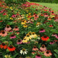 coneflower patch on commercial landscape