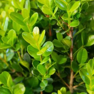 Boxwood for winter color in commercial landscapes