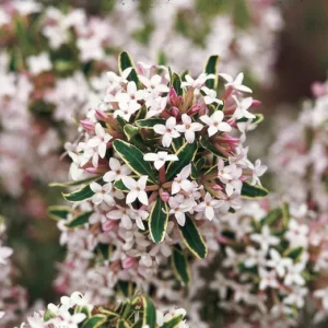 Winter Daphne adds winter color to commercial landscapes