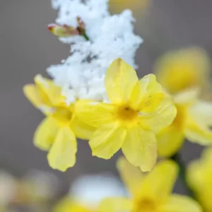 Flowering Winter Jasmine for commercial landscapes