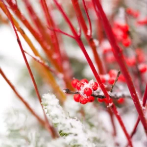 Red Twig Dogwood stays colorful in winter