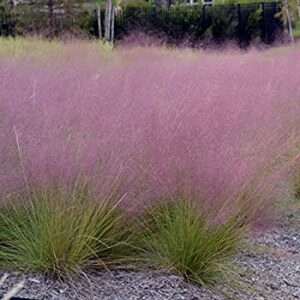 muhly grass