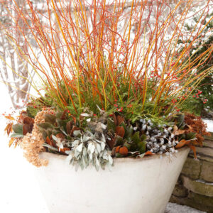 Winter pot arrangement full of color