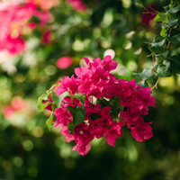 pink flower in a blooming landscape