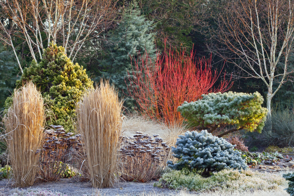 beautiful winter garden landscape