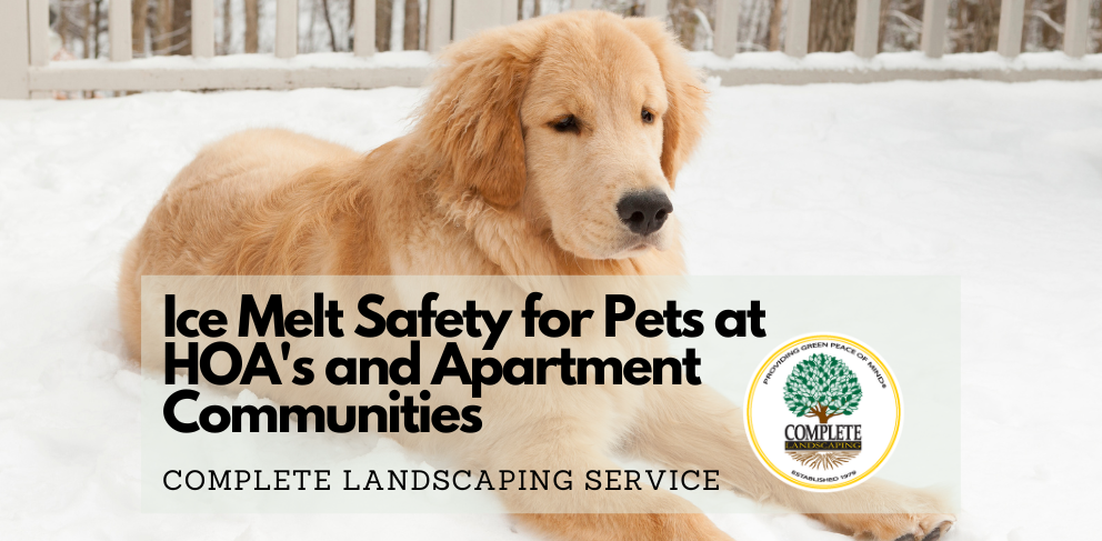 Dog laying in snow covered landscape on an HOA property