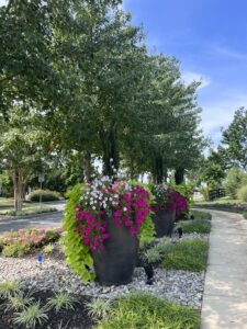 Colorful flower pot arrangements