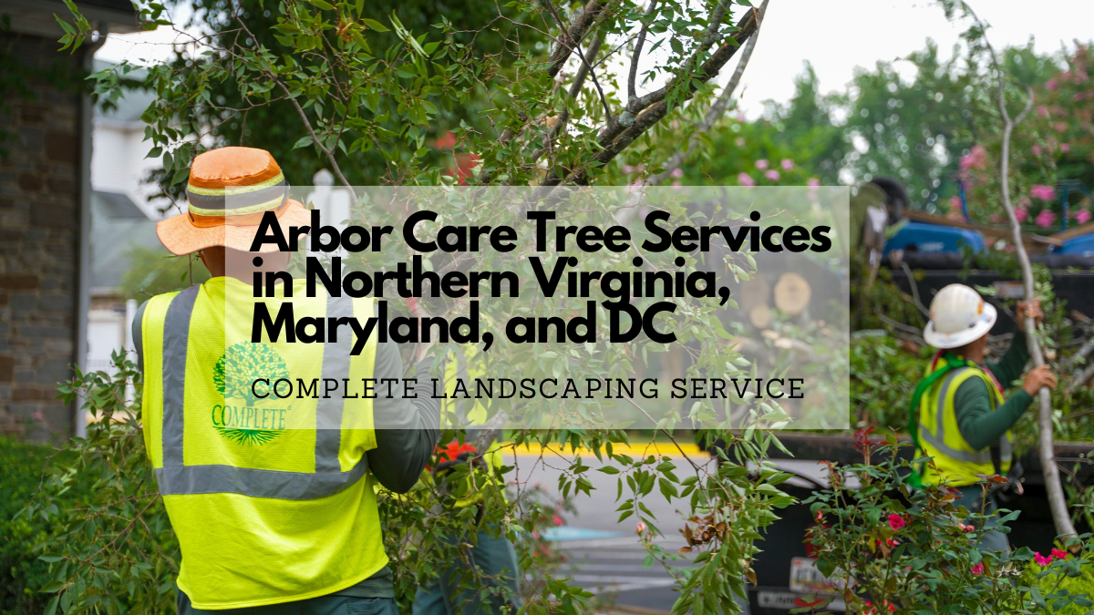 Complete Landscaping Tree Care Services in northern Virginia