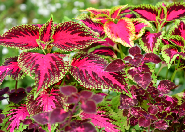 Purple, green, and pink packed tropical annual flower.