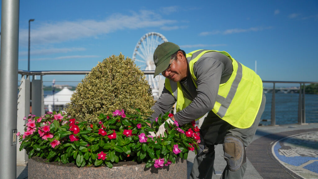 Vinca in the best flower pots at National Harbor in Maryland