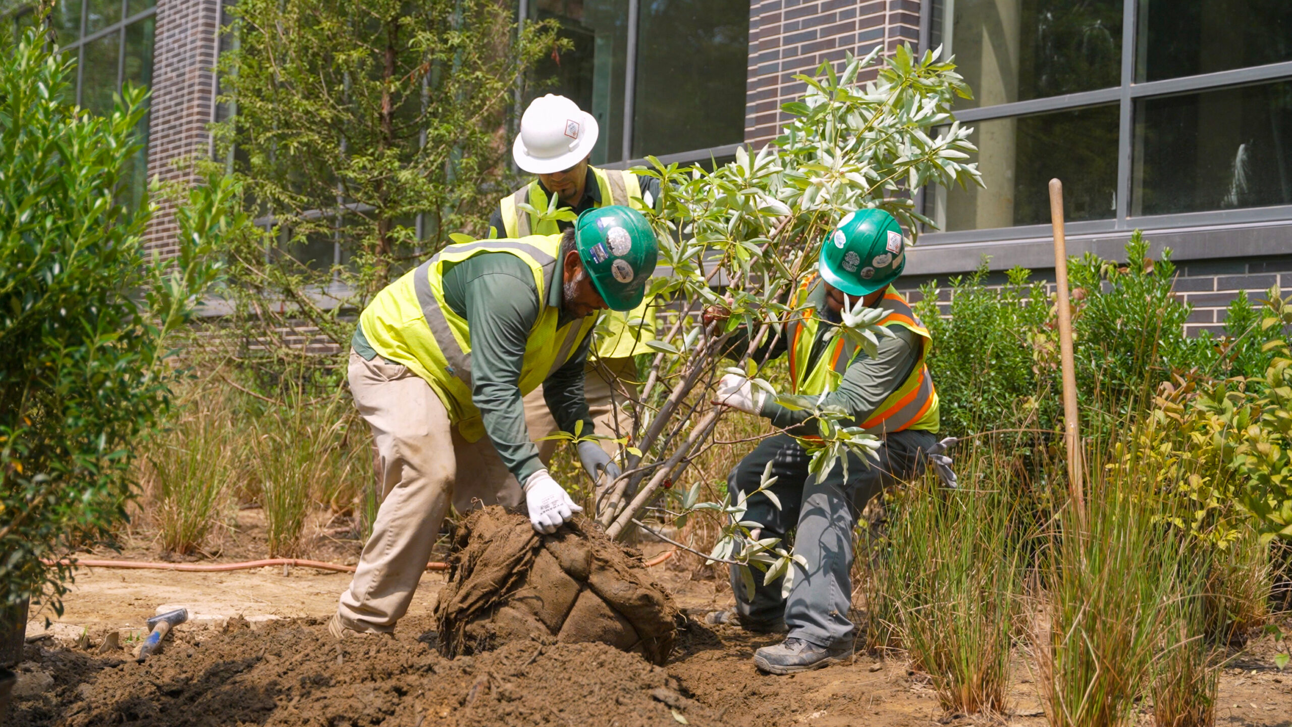 New installation of a tree on commercial property