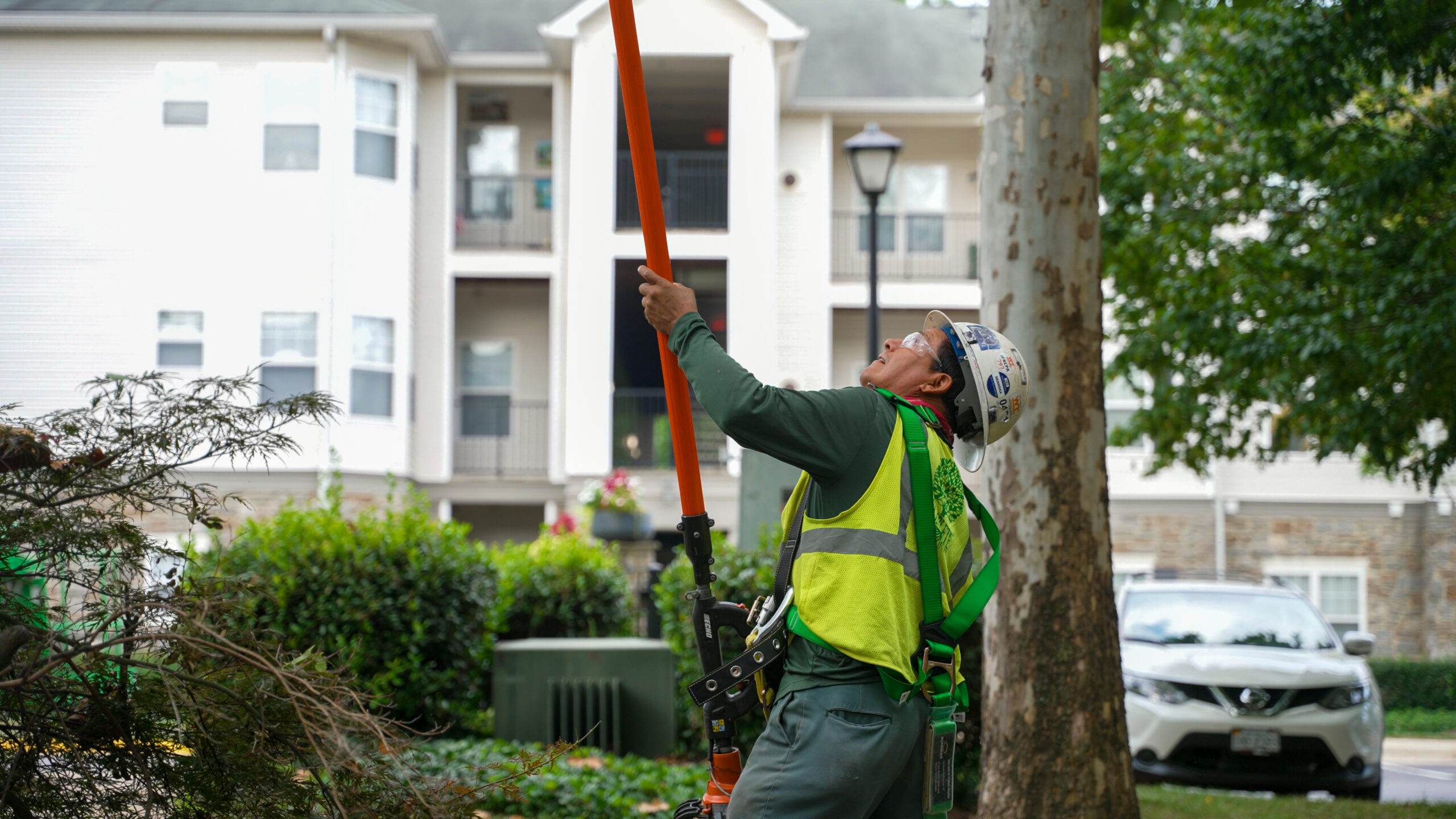 Tree care arborist services at apartment community in Washington DC.