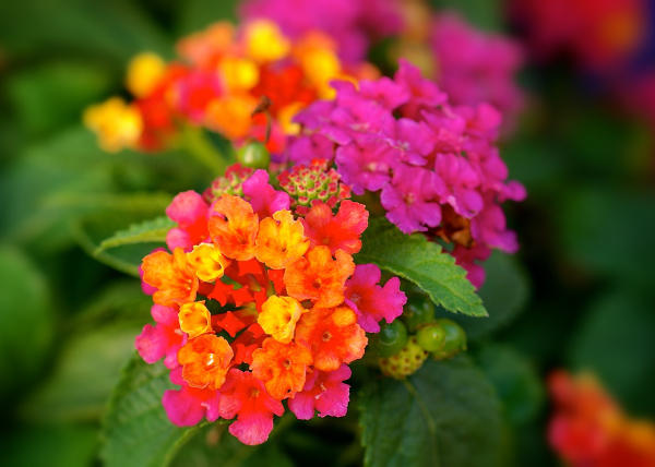 Bright orange and pink annual flowering lantana