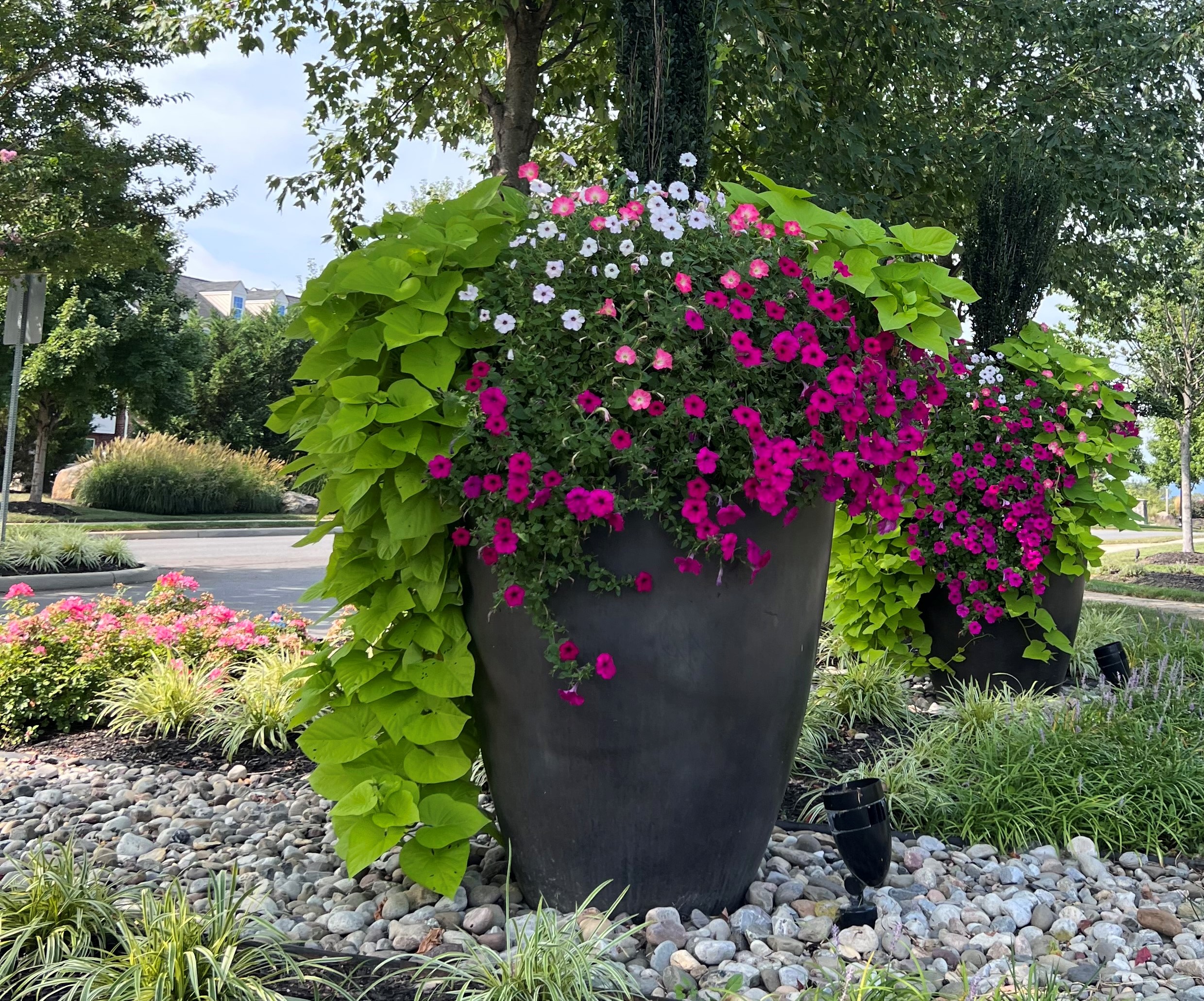 Sweet potato vine in stunning container planter at an HOA in northern virginia