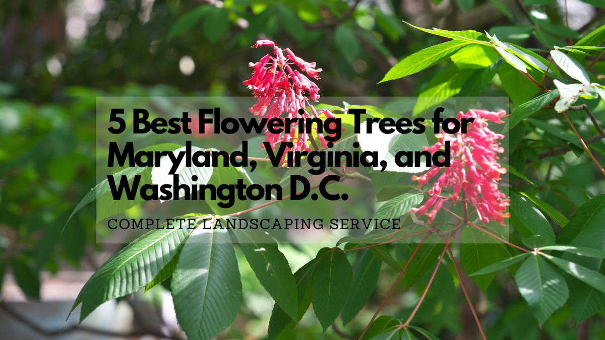 Red Buckeye Tree in Maryland