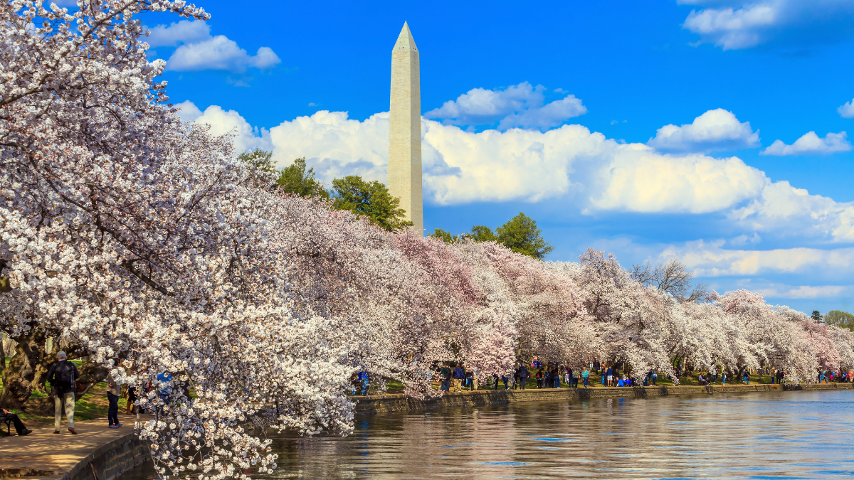 Washington DC Cherry Blossoms