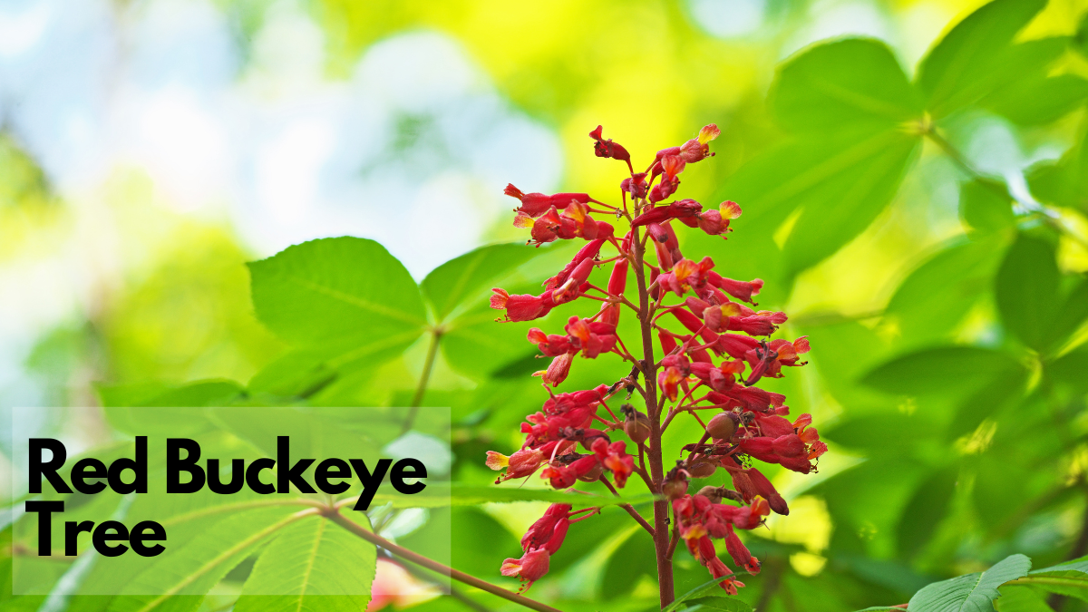 Red Buckeye Tree one of the best flowering trees for Maryland