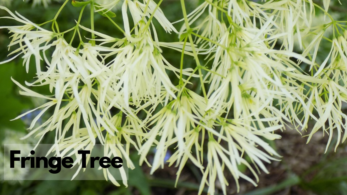 American smoke tree native