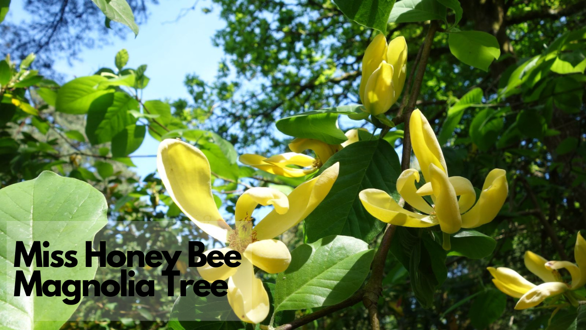 An exotic Washington DC bloom, Miss Honey Bee Magnolia Tree