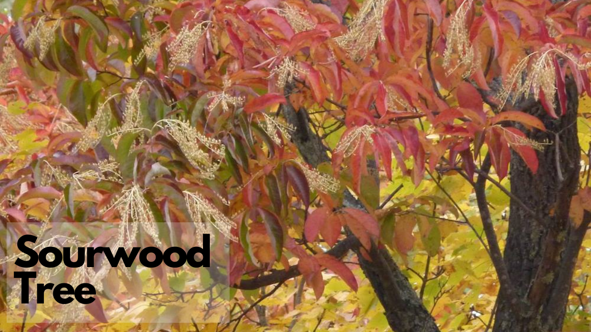 One of the best flowering trees for Maryland is this Sourwood Tree with beautiful fall color and white seed like blooms