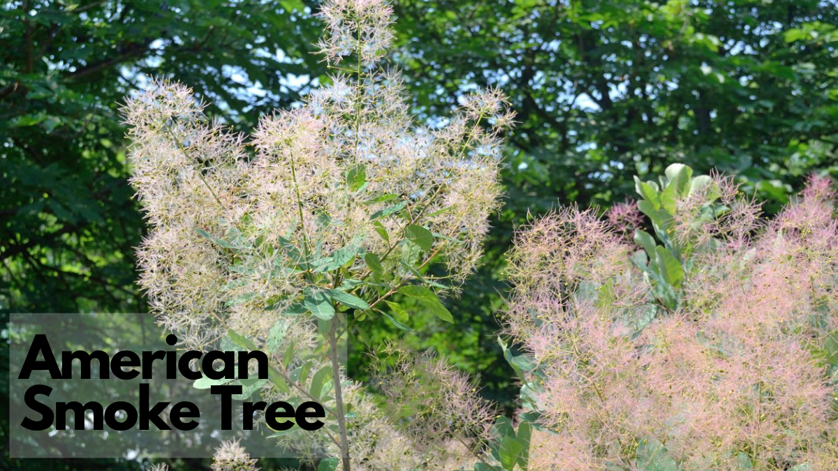 American smoke tree native