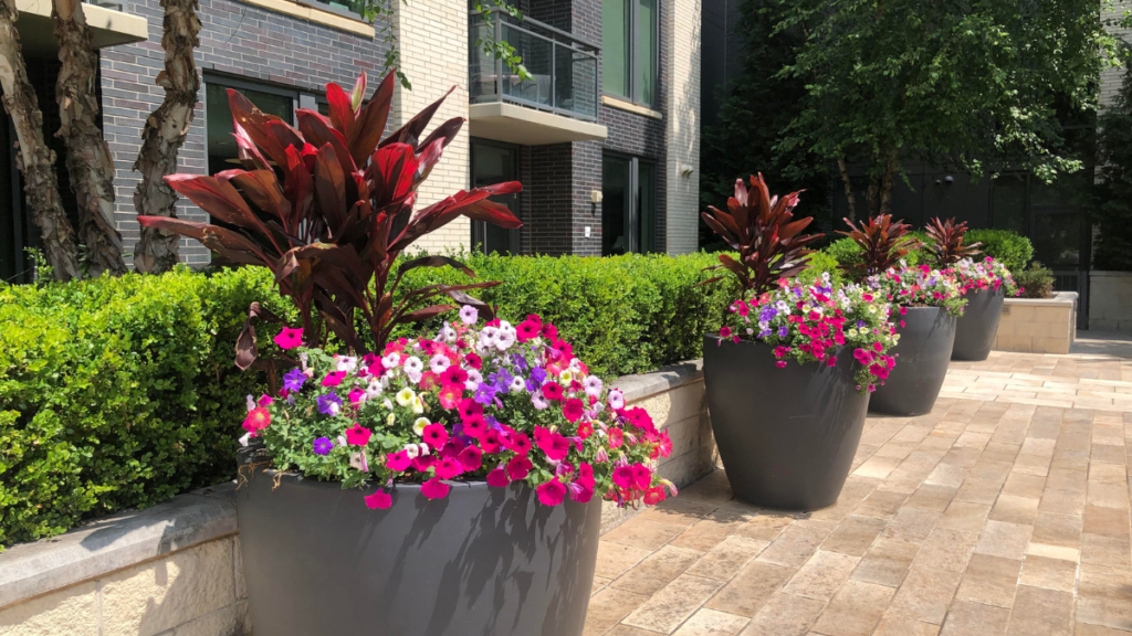 Colorful summer annuals and tropical plants in commercial planters