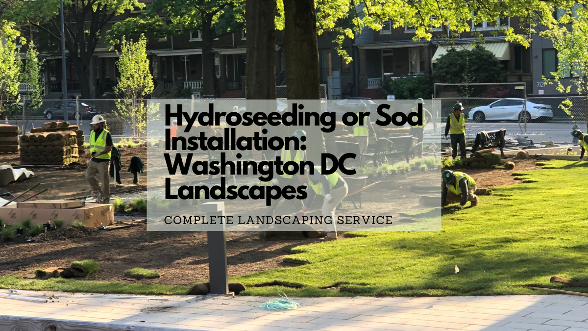 Complete Laying Sod at The Parks Historic Walter Reed in Washington DC