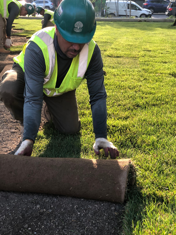 Washington DC Sod Installation Project