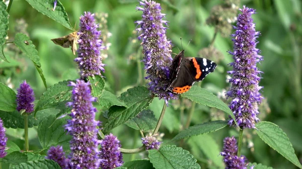 Native plants for drought tolerant commercial landscapes