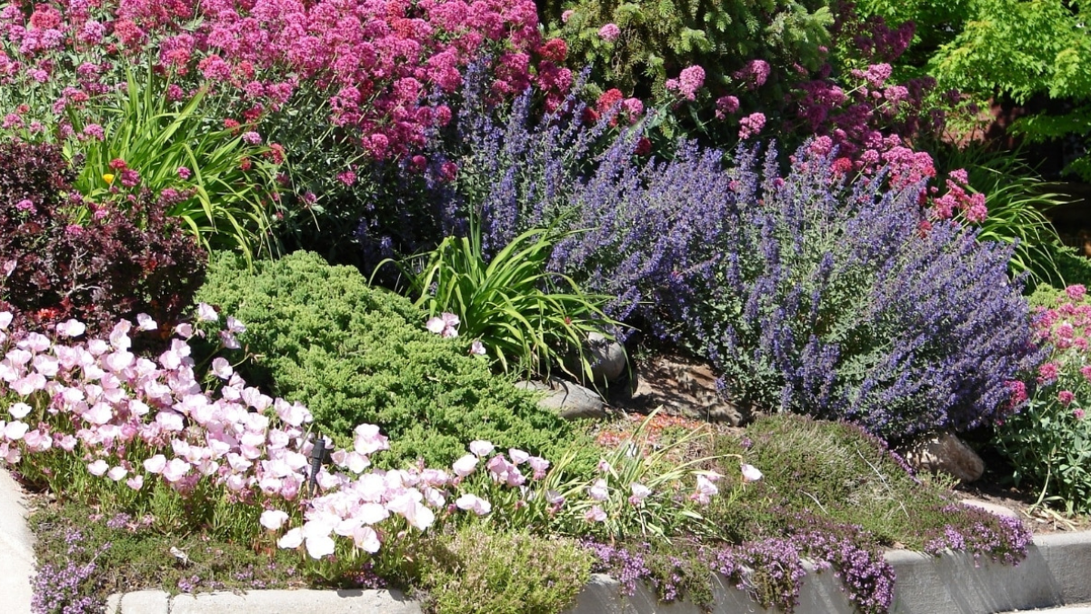 Corner of commercial landscape with native plants in Northern Virginia