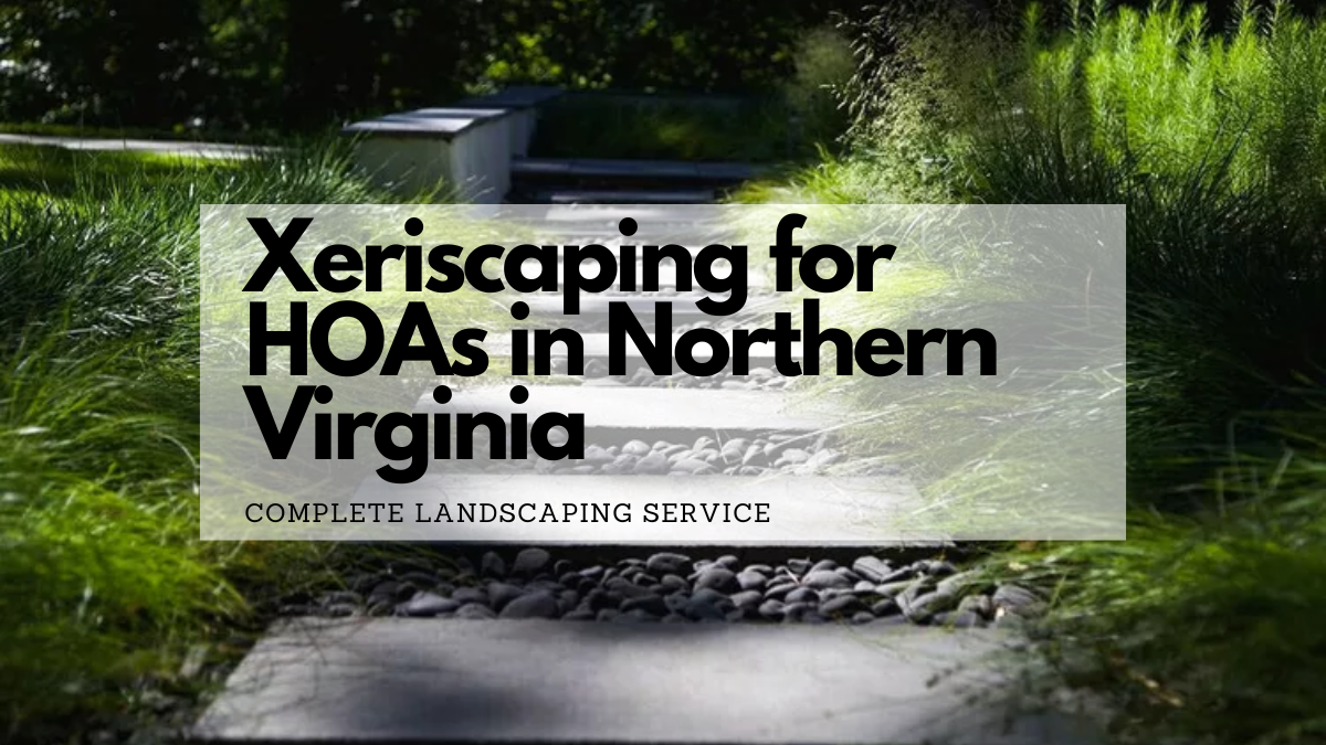 Xeriscaping for HOAs in Northern Virginia