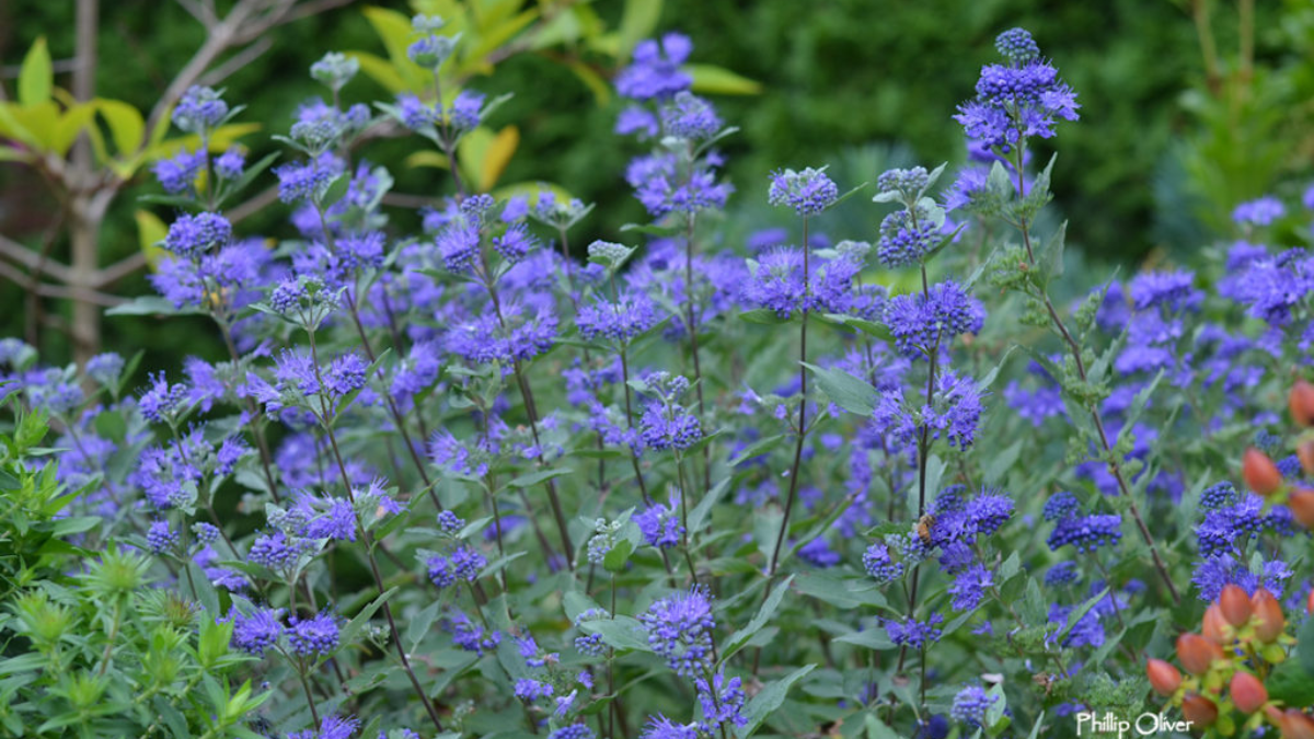 Caryopteris Bluebeard in a drought tolerant landscape