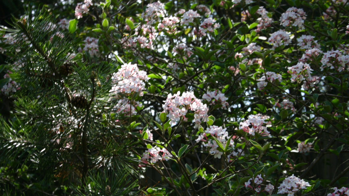 Drought resistant flower