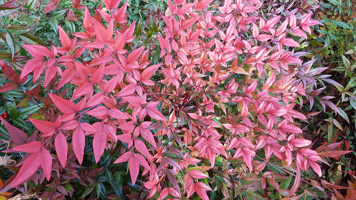 Heavenly Bamboo Nandina