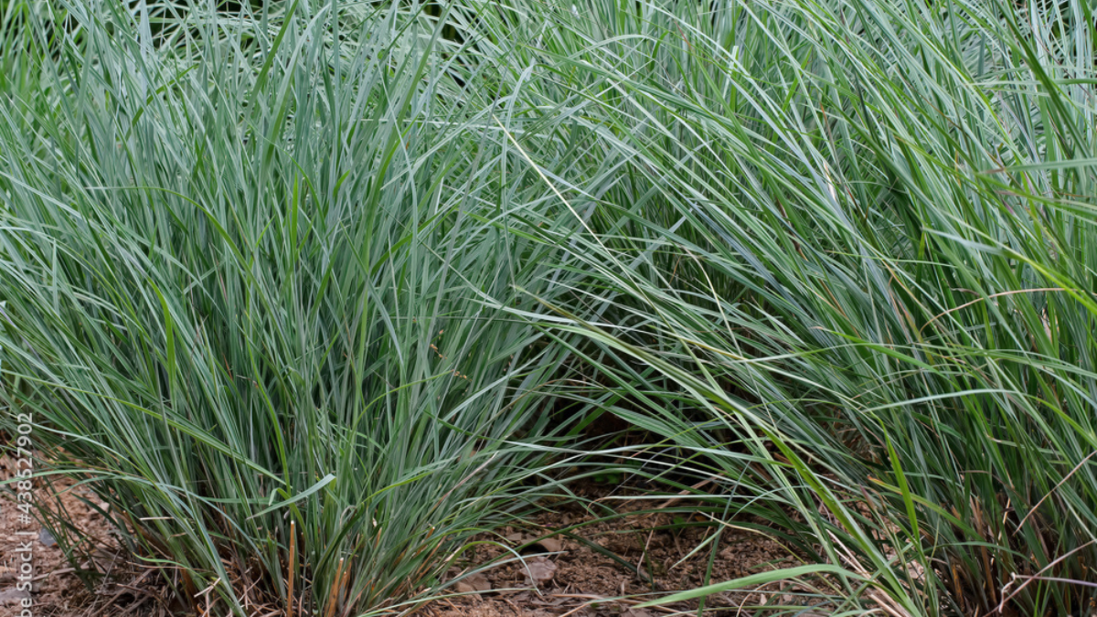 Little Bluestem Ornamental Grasses great for commercial landscapes