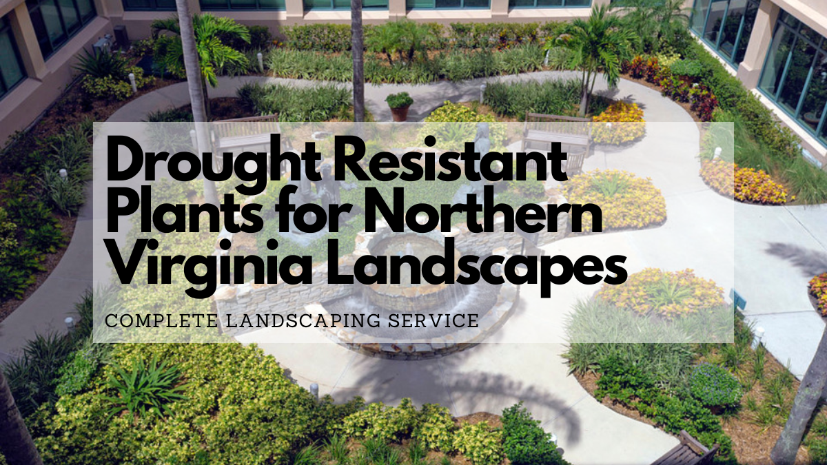 Aerial view of Drought Resistant Plants for Northern Virginia Landscapes