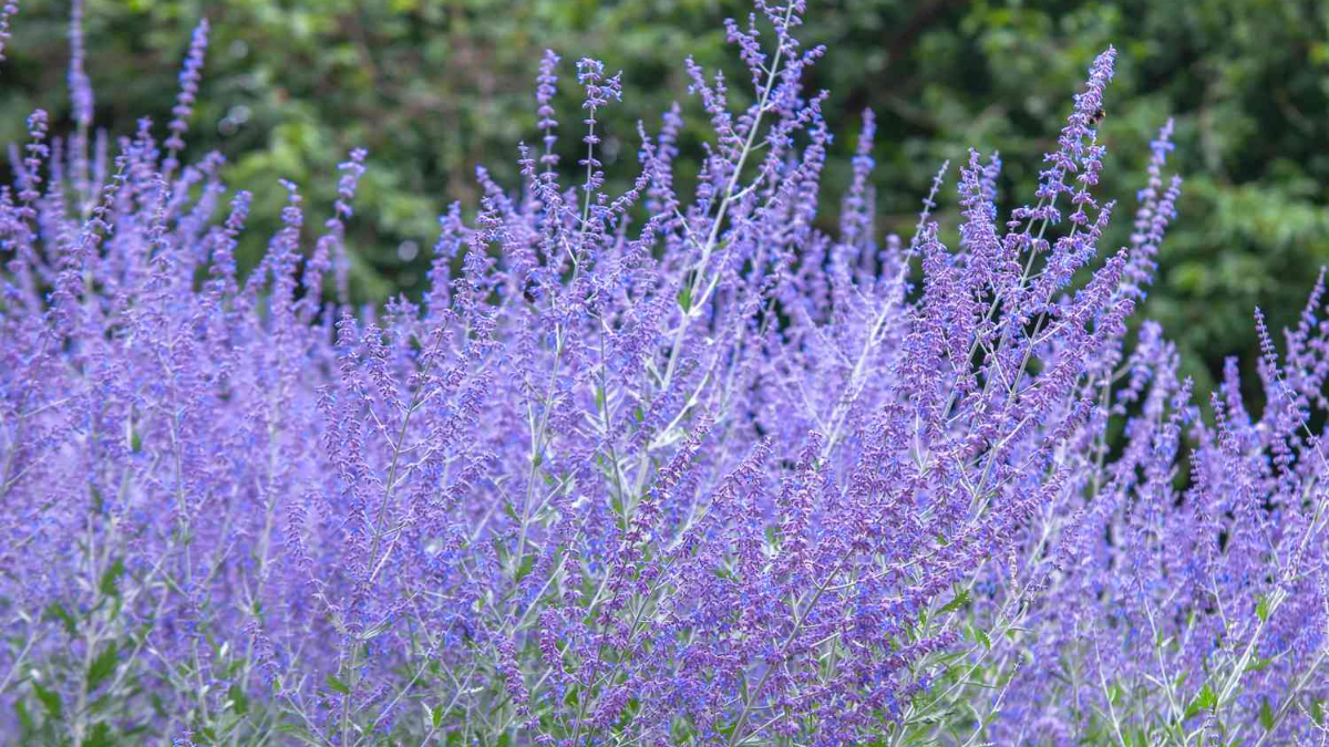 Russian Sage