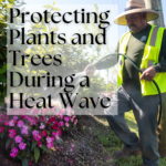 Protecting Plants and Trees During a Heat Wave
