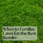 When to Fertilize Lawn for the Best Results