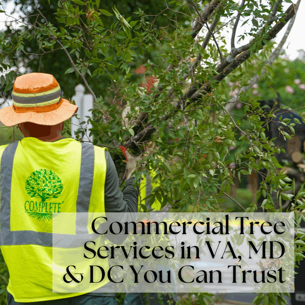 Commercial Tree Services in VA, MD & DC You Can Trust - Complete ...