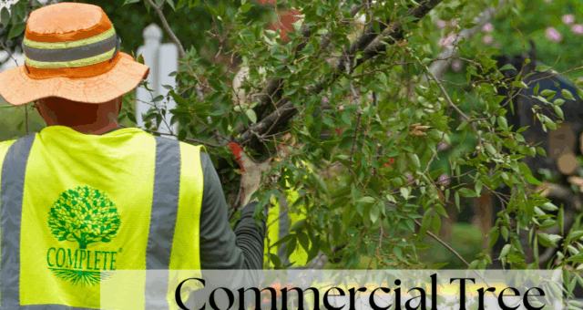 Commercial Tree Services in VA, MD & DC You Can Trust
