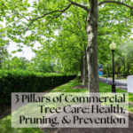 3 Pillars of Commercial Tree Care: Health, Pruning, & Prevention