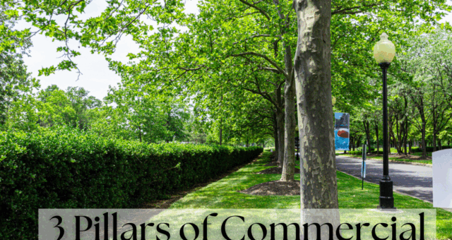 Commercial Tree Care: Health, Pruning & Prevention