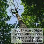 Tree Disease Signs Every Commercial Property Manager Should Know