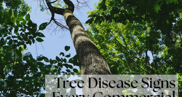 Tree Disease Signs and Risks on Commercial Properties